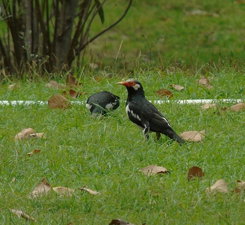 Siamese Pied Myna (Gracupica floweri), photo 9