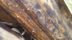 Gloiocephala phormiorum