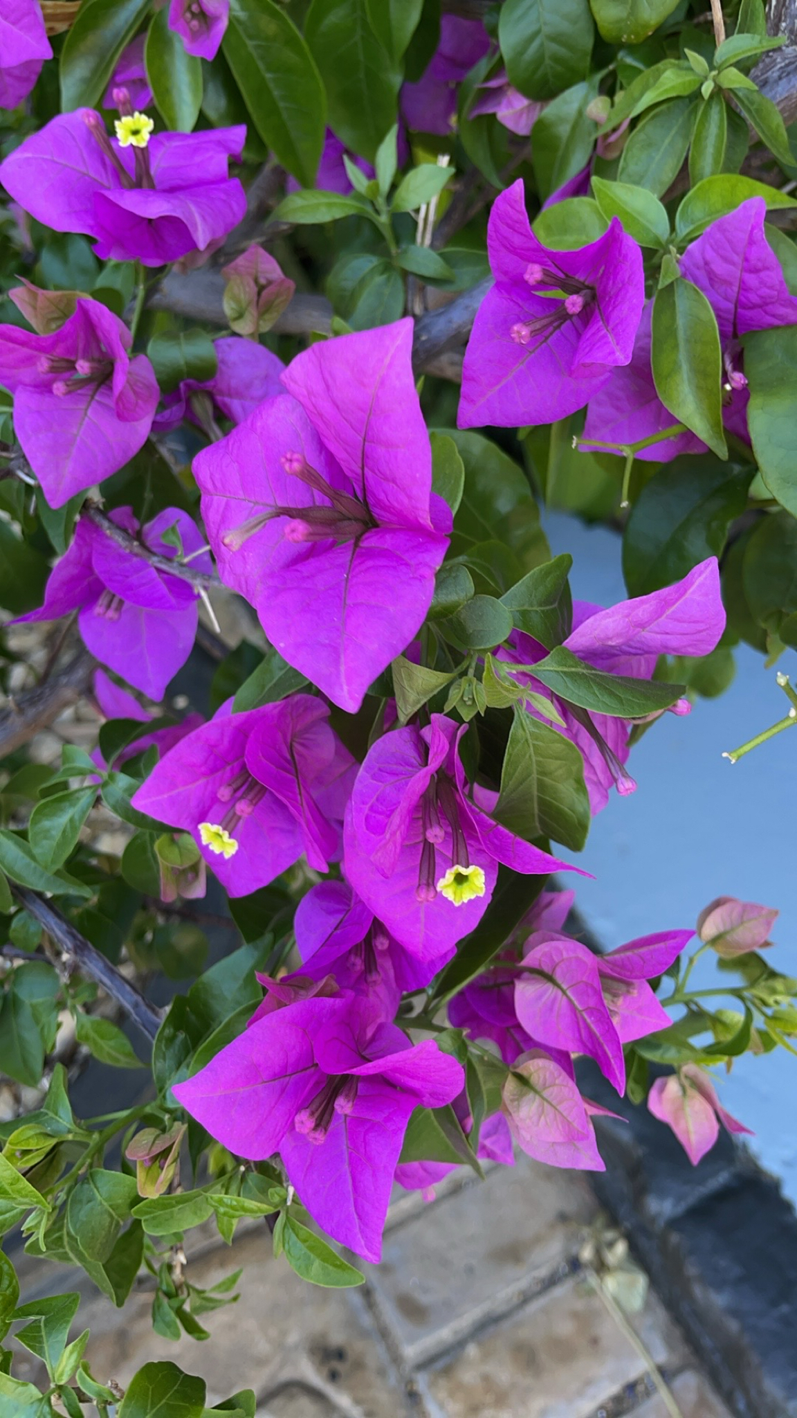 Imagem de Primavera