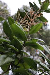 Triplaris weigeltiana