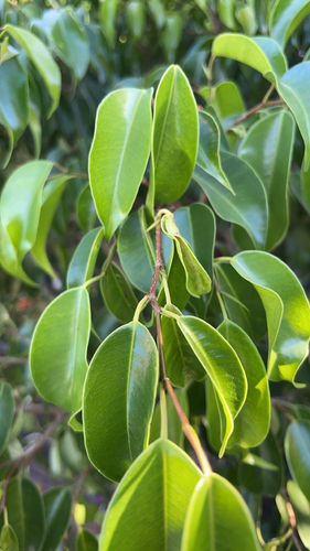 Foto de Figueira-benjamim