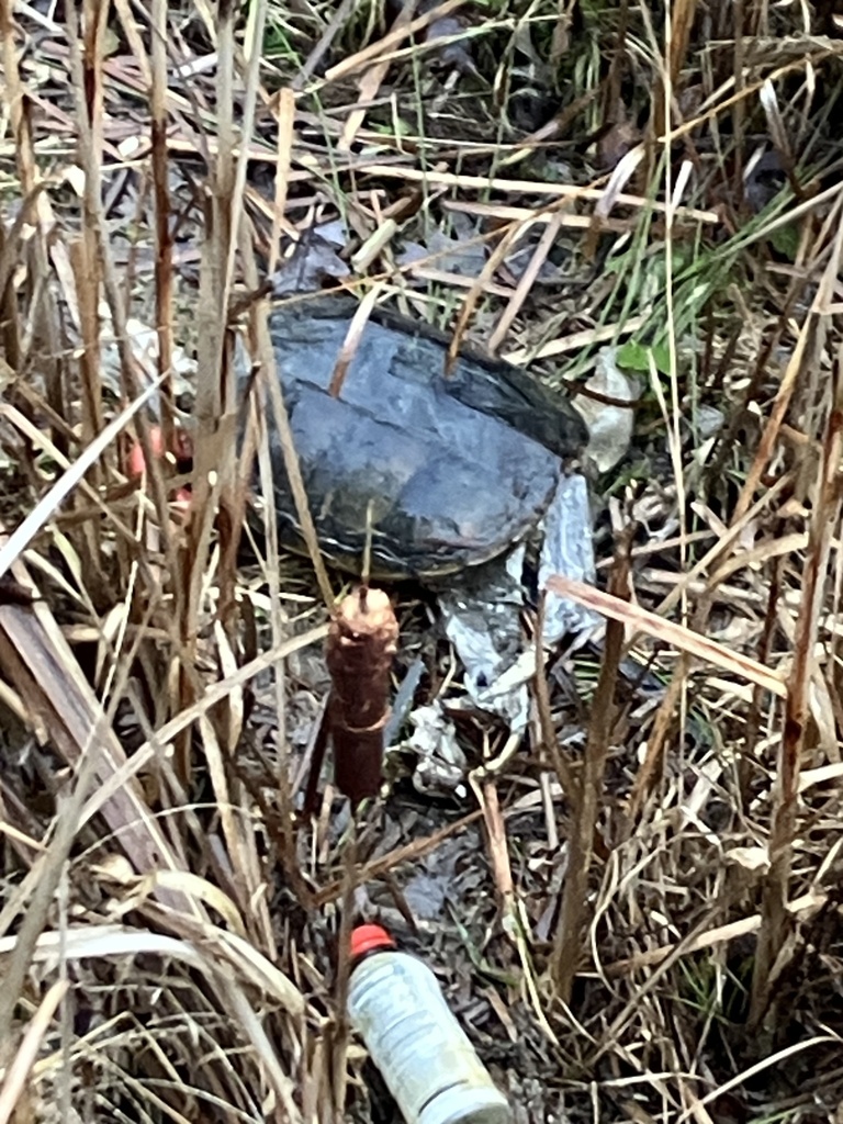 Common Snapping Turtle from Brunswick Lake Peninsula & Nature Center ...