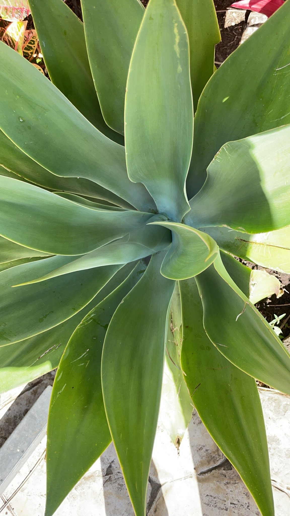 Agave-dragão