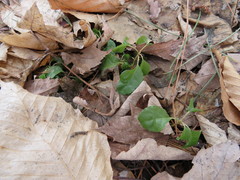 Orthilia secunda