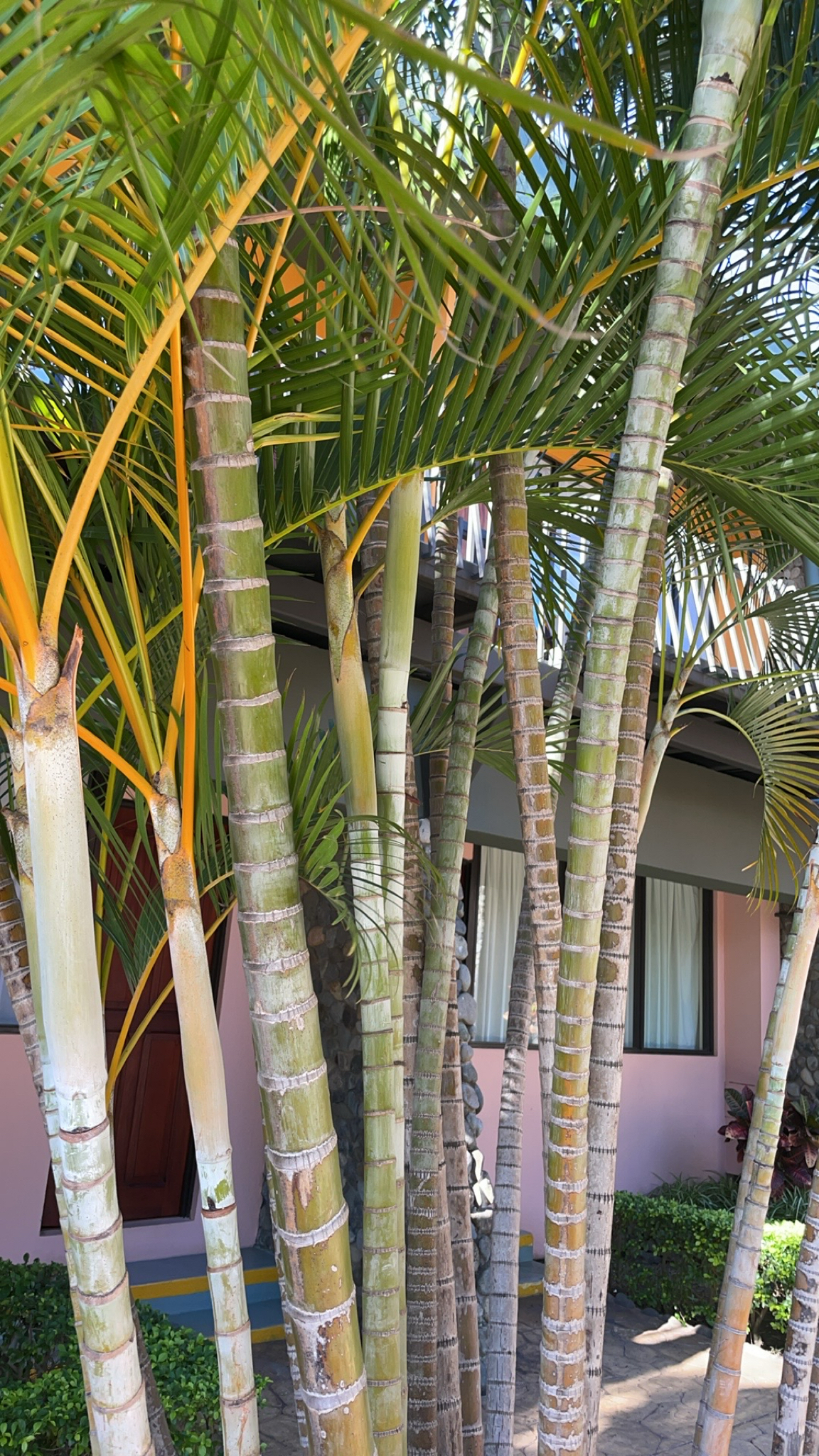Imagem de Areca-bambu