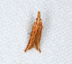 Streniastis thermaea