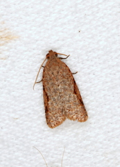 Meritastis piperata