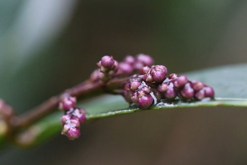 Image of Elegant Bladdernut (Staphylea arguta) by no rights reserved