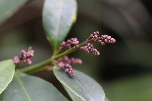 Image of Elegant Bladdernut (Staphylea arguta) by no rights reserved