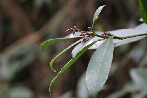 Image of Elegant Bladdernut (Staphylea arguta) by no rights reserved