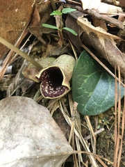 Hexastylis shuttleworthii