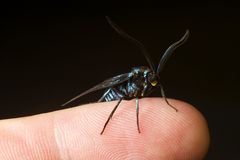 Zama nigrigemma