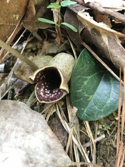 Hexastylis shuttleworthii