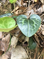 Hexastylis shuttleworthii