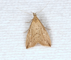 Trigonistis demonias