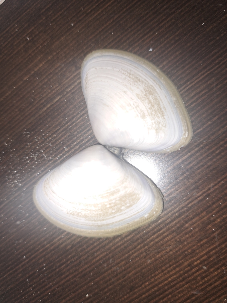 Delessert's False Donax