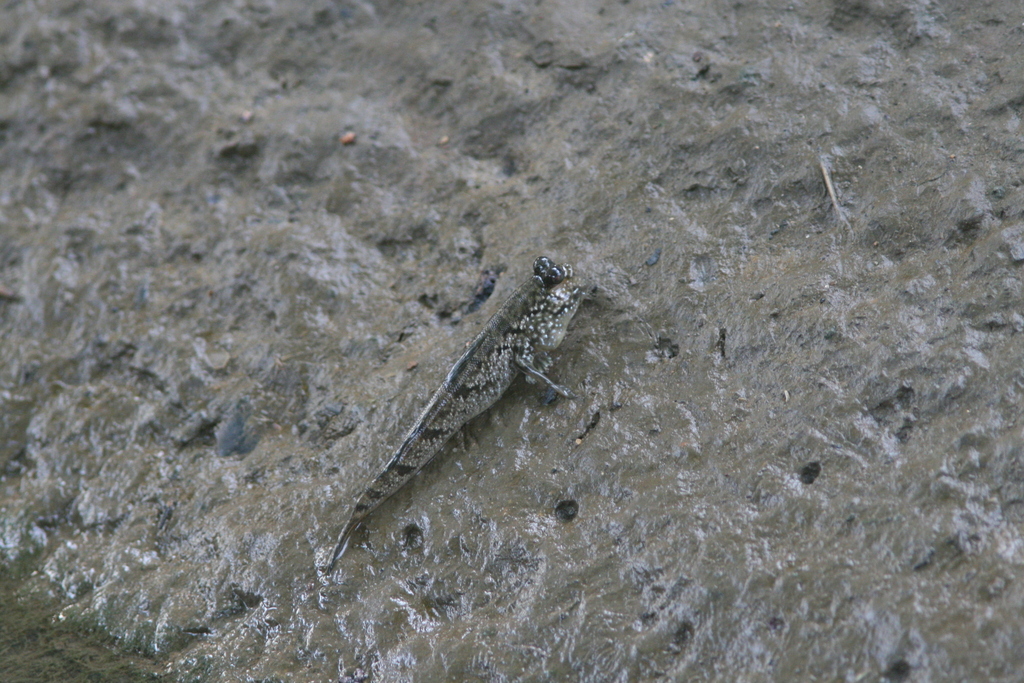 Atlantic mudskipper (Periophthalmus barbarus) — Gobiidae