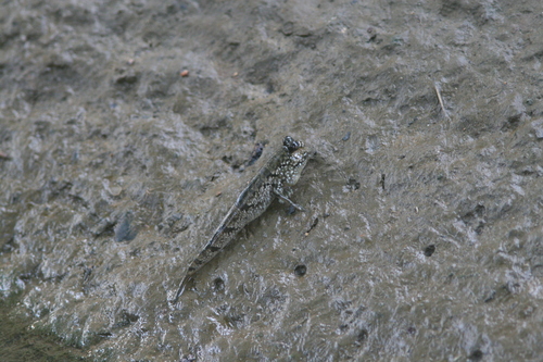Atlantic mudskipper (Periophthalmus barbarus) — Gobiidae