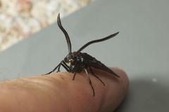 Zama nigrigemma