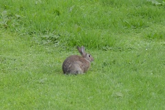 Oryctolagus cuniculus cuniculus