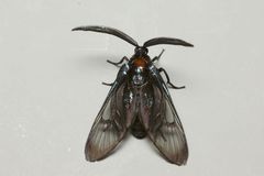 Zama nigrigemma