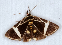 Fodina ostorius