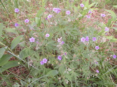 Geranium pseudosibiricum