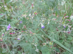 Geranium pseudosibiricum