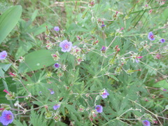 Geranium pseudosibiricum