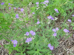 Geranium pseudosibiricum