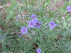 Geranium pseudosibiricum
