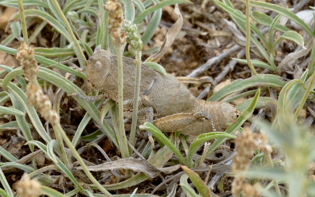 Eunapiodes latipes