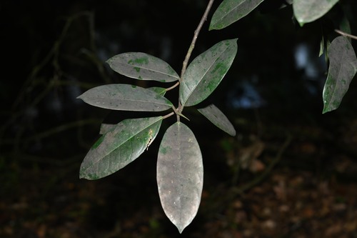 Foto de Gameleira-branca
