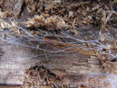 Trechispora hymenocystis