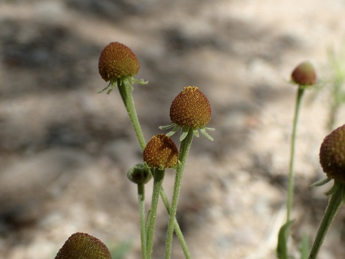 Image of Helenium thurberi by (c) Sue Carnahan, some rights reserved (CC BY)