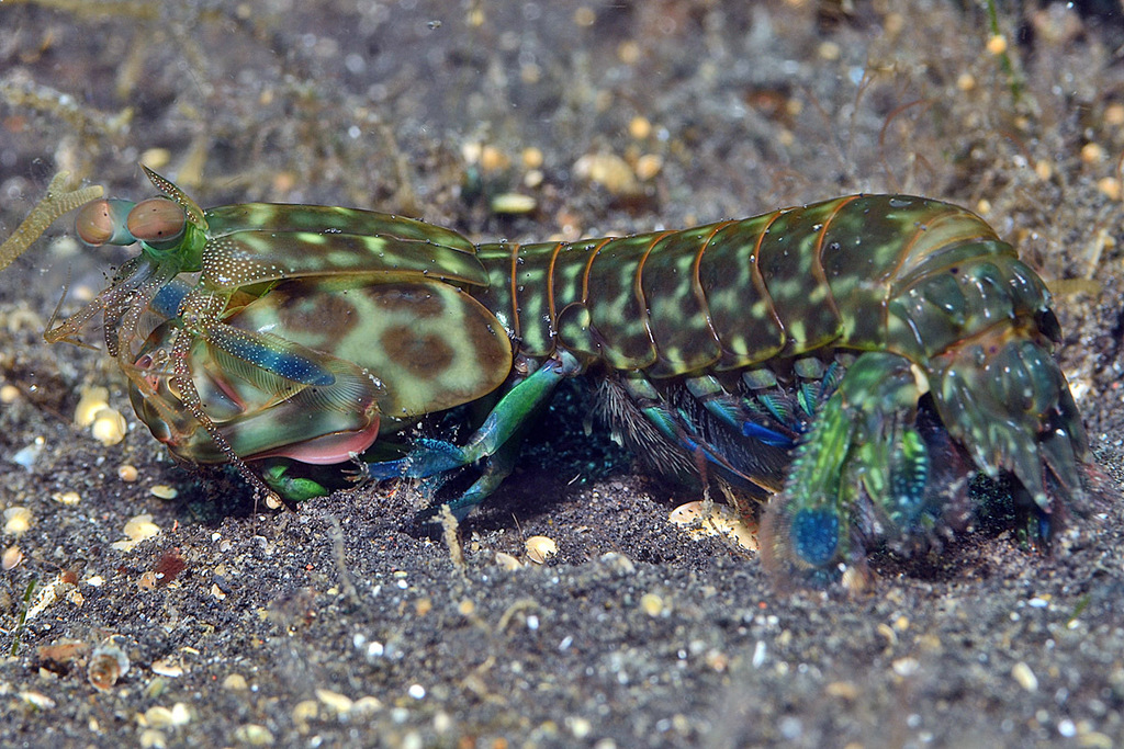 Gonodactylidae from Lembeh Strait, Indonesia on December 22, 2013 by