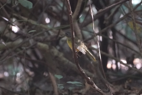 Grey-headed Bristlebill (Bleda canicapillus), photo 1