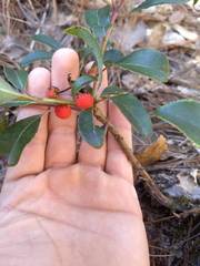 Arbutus occidentalis