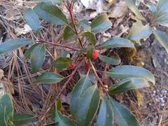 Arbutus occidentalis