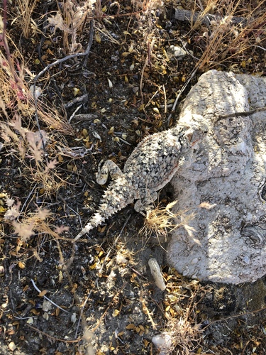 iNaturalist observation photo of Desert Horned Lizard