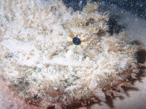 Spotted Scorpionfish