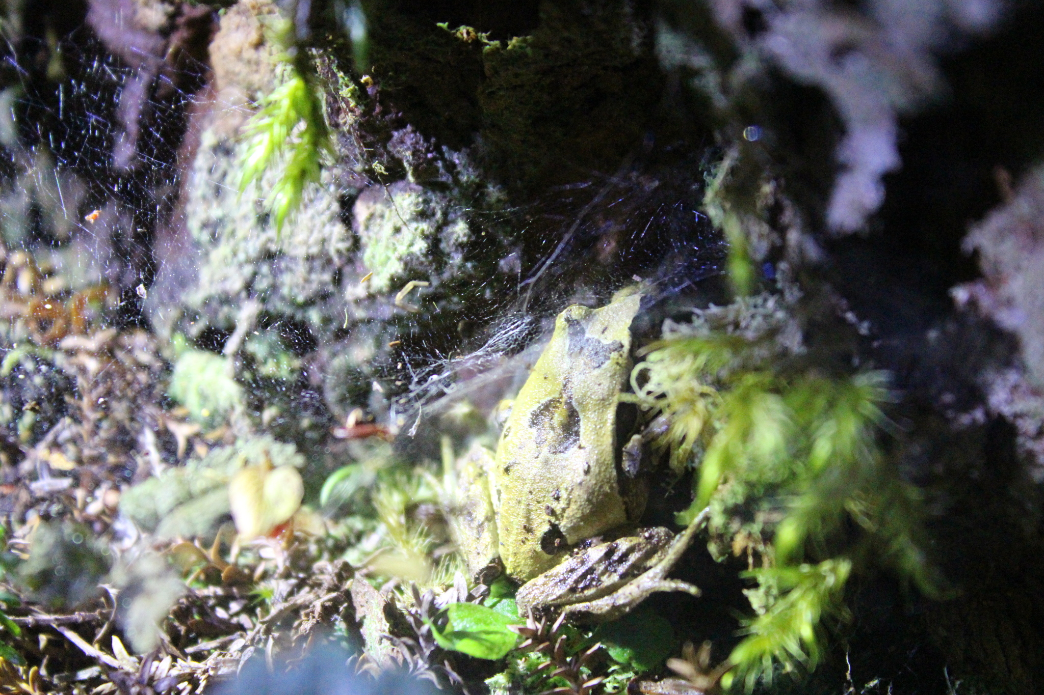 Eupsophus calcaratus (Günther, 1881)
