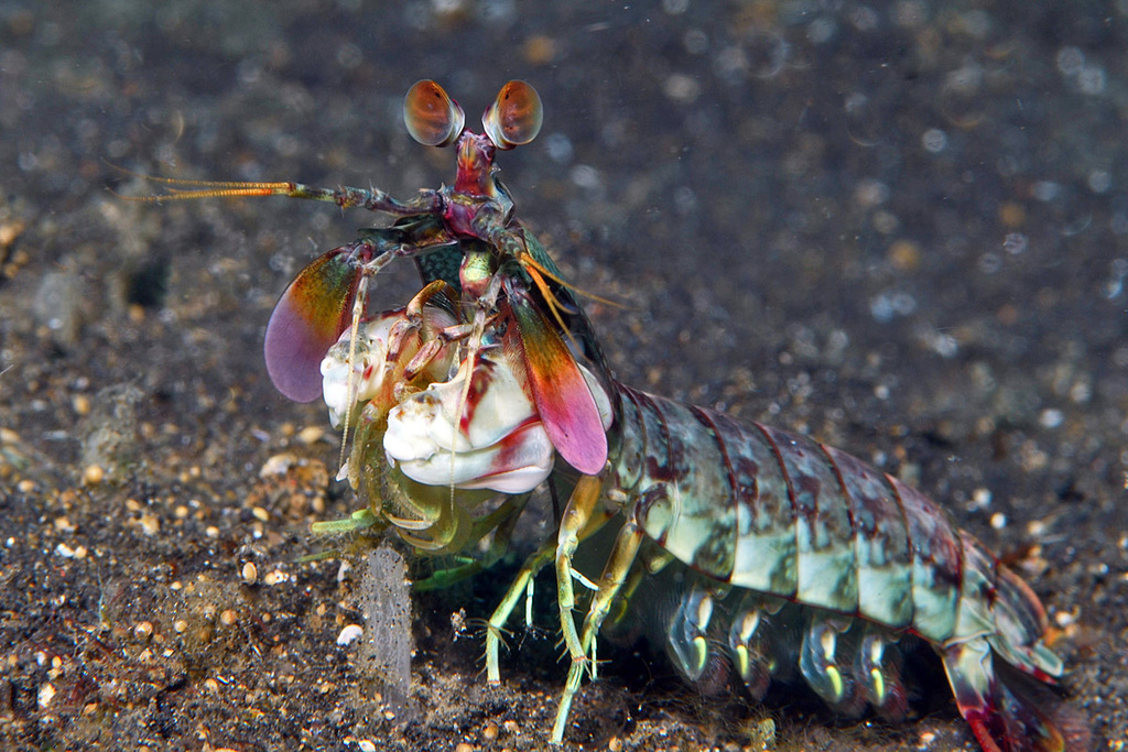 Pink-eared Mantis Shrimp