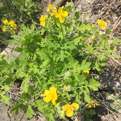 Chelidonium majus