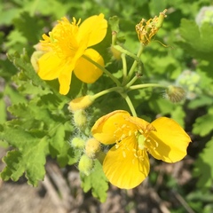 Chelidonium majus