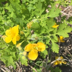 Chelidonium majus