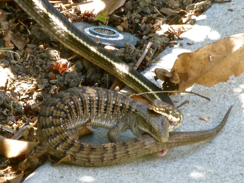 Lagarto caimán del noroeste en junio 2014 por dlbowls. A California ...