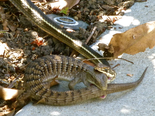 Southern Alligator Lizard, Los Angeles County, US-CA, US, photo 9 of 10