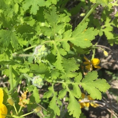 Chelidonium majus
