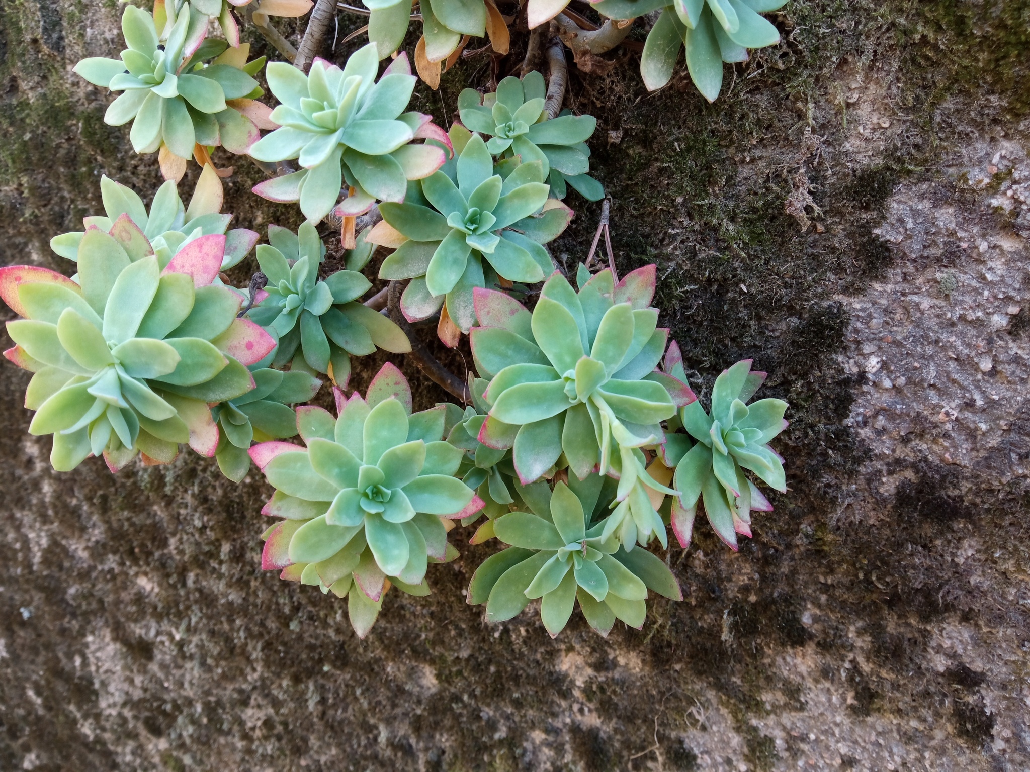 Imagem de Sedum Palmeri